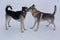 Cute czechoslovak wolfdog puppy and multibred dog are playing on white snow in the winter park. Pet animals