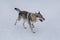 Cute czechoslovak wolfdog puppy is running on white snow in the winter park. Pet animals