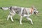 Cute czechoslovak wolfdog is walking on a green grass in the summer park. Pet animals.