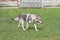 Cute czechoslovak wolfdog is walking on a green grass in the summer park. Pet animals.