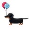 Cute dachshund with air balloons, holiday illustration, watercolor style birthday clipart with cartoon character