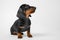 Cute dachshund baby sits biting its lip and obediently waiting. Puppy with pleading look asks for food, walk or attracts