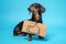 Cute dachshund, black and tan,  stands on the blue background,  with banner like sign, drawing on cardboard on its chest. Adorable