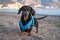 A cute dachshund dog, black and tan, in a blue harness collar, plays on the seas hore. Nose and muzzle smeared in the sand