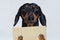 Cute dachshund dog, black and tan, holds his paws a blank banner, placard or blackboard, on gray background