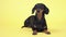 A cute dachshund dog, black and tan, lies on a yellow background, looks around