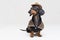 Cute dachshund dog with cowboy costume and wearing western hat  on gray background