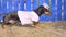 Cute dachshund dog foreman in paper homemade construction cap and worker uniform painted wooden fence with blue dye