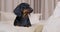 Cute dachshund dog lies in cozy bed, faithfully looks at owner, jumps joyfully