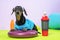 Cute dachshund dog in sports uniform with soft hair band on head to protect face from sweat lies on silicone balancing disk and is