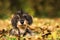 Cute dachshund lying in colorful autum leaves