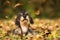 Cute dachshund lying in colorful autum leaves