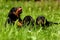 Cute dachshund puppies playing in green grass