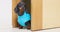 Cute dachshund puppy in blue waterproof jumpsuit looks expectantly at the owner, standing in doorway and hinting that it