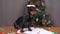 Cute dachshund puppy in festive hat is sitting in table and going to write letter with wishes to Santa, front view
