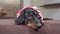 Cute dachshund puppy is lying on the sofa, with his head down and looking up with sad eyes. Pet is bored because he was