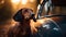 Cute dachshund puppy sitting in yellow car generated by AI