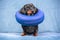 cute dachshund puppy in a soft medical protective collar sits on the couch at home during the operation. Dog safety and