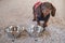 cute dachshund puppy stands by empty bowls