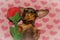 A Cute Dachshund Puppy on Valentine`s Day