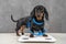 Cute dachshund puppy wants good shape so follows diet and leads active lifestyle. Dog is wrapped in centimeter and