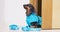 Cute dachshund puppy in waterproof jumpsuit sits in the doorway with leash and barks. Impatient dog calls owner for a