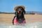 Cute dachshund puppy in wide-brimmed straw hat with fishing net on sandy beach. Beautiful sunny working day in small