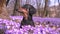 Cute dachshund sitting in blossom violet crocuses on the forest glade