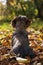 Cute dachshund sitting in colorful autum leaves