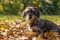 Cute dachshund sitting in colorful autum leaves