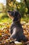 Cute dachshund sitting in colorful autum leaves