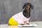Cute dachshund in sports uniform wants good shape so follows diet and leads active lifestyle. Dog stands on scales to