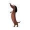 Cute dachshund standing on hind legs - funny brown sausage dog