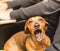 Cute Dachshund Yawning