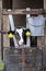 Cute dairy calf looks through the bars of the stable, bucket and calf