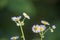 cute daisies close up on a blurred natural background