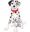 Cute Dalmatian Dog