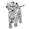 Cute Dalmatian Dog