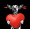 Cute dalmatian dog is falling in love on valentines day. Isolated on black