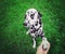 Cute dalmatian dog gives paw to the owner