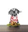 Cute dalmatian dog is going to eat chicken