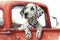 Cute dalmatian dog puppy in a red pickup track