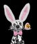 Cute dalmatian dog with rabbit ears and easter egg. Isolated on black