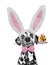 Cute dalmatian dog with rabbit ears and easter egg. Isolated on white