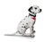 Cute Dalmatian puppy