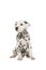 Cute dalmatian puppy dog sitting and looking to the side on a white background