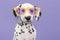 Cute dalmatian puppy dog wearing yellow glasses on a purple background