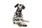 Cute dalmatians lying with crossed legs in a white background phot