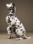 Cute dalmatians sitting and lift his leg in sephia background ph