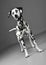 Cute dalmatians standing in gray background photo studio